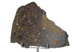39.4g NWA 10214 Host to the Chimeric Clast I Clast 6 I Unique Meteorite Complete Slice