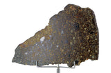 39.4g NWA 10214 Host to the Chimeric Clast I Clast 6 I Unique Meteorite Complete Slice