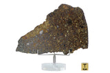 39.4g NWA 10214 Host to the Chimeric Clast I Clast 6 I Unique Meteorite Complete Slice