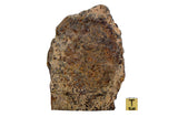 366.9g H5 Chondrite Main Mass I Found in Tunisia