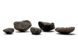 5 NWA Oriented Ordinary Chondrite Meteorites Totaling 21.05g