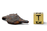 8.23g CANYON DIABLO meteorite - IAB Iron Meteorite