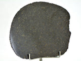 51.95g Ureilite Augite-bearing Achondrite Meteorite Slice I NWA 11900
