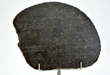 51.95g Ureilite Augite-bearing Achondrite Meteorite Slice I NWA 11900