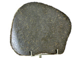 94.33g Ureilite Augite-bearing Achondrite Meteorite Slice I NWA 11900