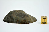 51.48g H5 Chondrite Melt Breccia Meteorite End Piece I NWA 12924