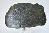 24.08g H5 Chondrite Melt Breccia Meteorite Slice I NWA 12924