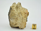 213.1g Diogenite I Beautiful HED Meteorite from Asteroid 4 Vesta
