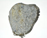 27.96g Unbrecciated Eucrite Slice I HED I NWA 17927