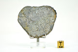 28.85g Unbrecciated Eucrite Slice I HED I NWA 17927
