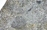 32.12g Unbrecciated Eucrite Slice I HED I NWA 17927
