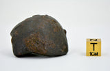 48.64g Unclassified NWA Ordinary Chondrite Meteorite