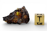 6.1g Golden Pallasite Meteorite end piece