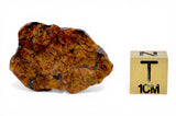 4.53g Golden Pallasite Meteorite slice