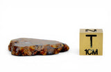 4.53g Golden Pallasite Meteorite slice