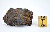 23.05g Amazing SERICHO Pallasite Meteorite