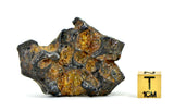 61.77g Amazing SERICHO Pallasite Meteorite Beautiful Olivine Crystals