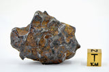 74.93g Amazing SERICHO Pallasite Meteorite