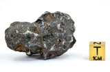 72.06g Amazing SERICHO Pallasite Meteorite