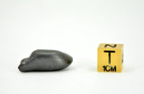11.80g SIKHOTE ALIN witnessed fall 1947 I Iron Meteorite