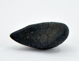 0.51g C2-ung TARDA Carbonaceous Chondrite Oriented Meteorite