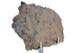 3.465g NEA 089 Lunar Meteorite slice