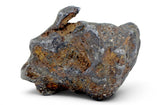 52.37g SERICHO Pallasite Meteorite