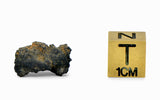 1.36g Carbonaceous Chondrite C3-ung I NWA 12416