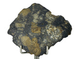 11.24g Eucrite Slice Monomict Basaltic Breccia