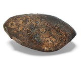 9.29g NWA 859 TAZA meteorite - Ungrouped Iron Meteorite