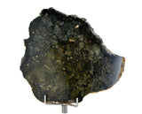 30.58g Eucrite Monomict Slice I HED NWA 8555