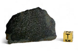 51.48g H5 Chondrite Melt Breccia Meteorite End Piece I NWA 12924