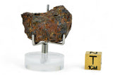 12.61g SERICHO Pallasite Meteorite Beautiful End Cut