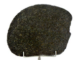 51.95g Ureilite Augite-bearing Achondrite Meteorite Slice I NWA 11900