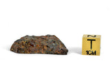 12.61g SERICHO Pallasite Meteorite Beautiful End Cut
