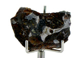 12.61g SERICHO Pallasite Meteorite Beautiful End Cut