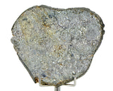 27.96g Unbrecciated Eucrite Slice I HED I NWA 17927