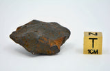 34.8 gram CANYON DIABLO meteorite - IAB Iron Meteorite
