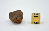 19.5 gram MUNDRABILLA meteorite - Iron Meteorite