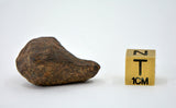28.8 gram MUNDRABILLA meteorite - Iron Meteorite
