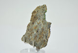 7.96g Lodranite Rare Primitive Achondrite Meteorite Slice  I NWA 11901