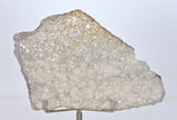 24.4g Ungrouped Achondrite Meteorite Slice - NWA 12338 I Beautiful Meteorite Slice