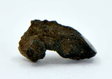 1.16g Carbonaceous Chondrite C3-ung I NWA 12416