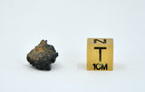 1.36g Carbonaceous Chondrite C3-ung I NWA 12416