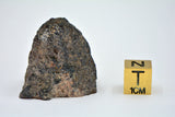 31.09g LL3.5 Type 3 Chondrite End Piece