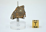 2.06g LL3.00 Unequilibrated Primitive Chondrite Slice