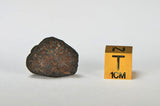 ORDINARY CHONDRITE Meteorite with FRESH CRUST 4.54g