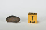ORDINARY CHONDRITE Meteorite with FRESH CRUST 2.65g