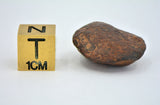 12.12 gram NWA 859 TAZA meteorite - Ungrouped Iron Meteorite