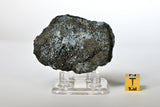 CK Carbonaceous Chondrite with Very Fresh Fusion Crust - 61.2g